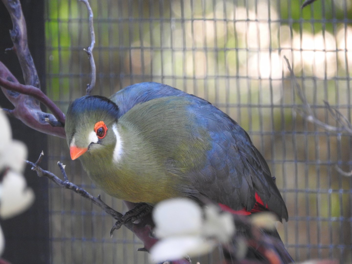 White-cheeked Turaco
