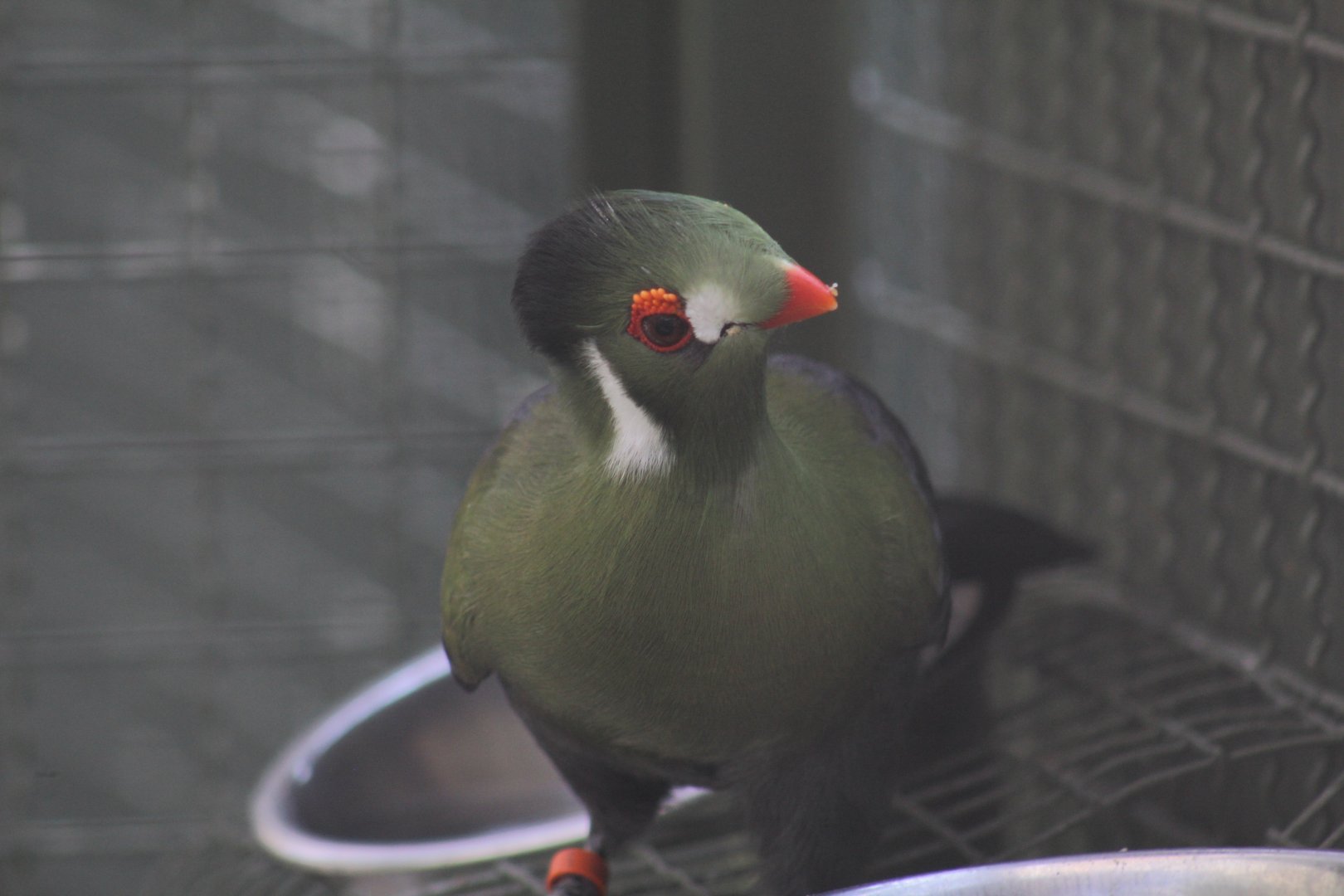 White-Cheeked Turaco