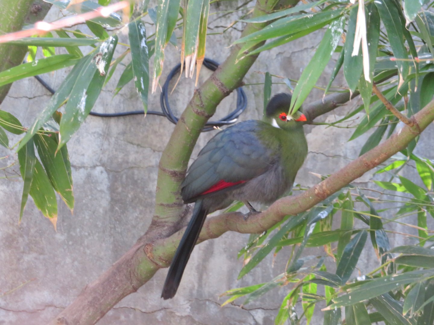 White-cheeked Turaco