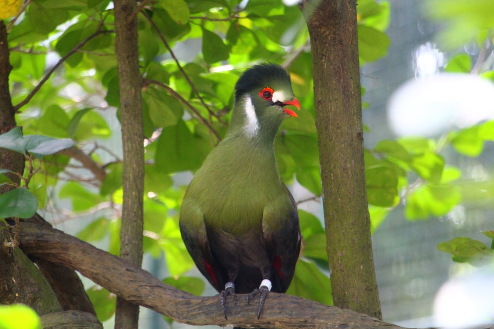 White-cheeked Turaco