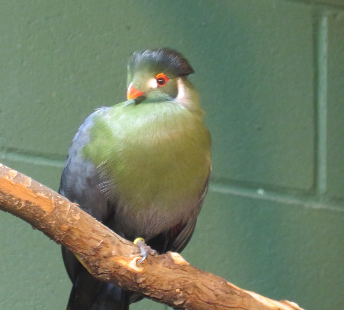 White-cheeked turaco