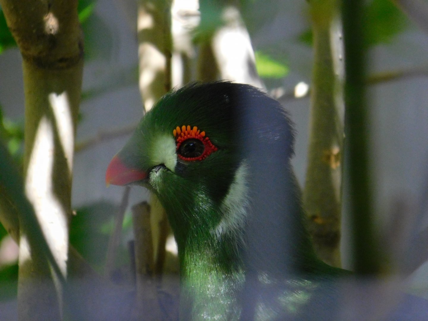 White-Cheeked Turaco