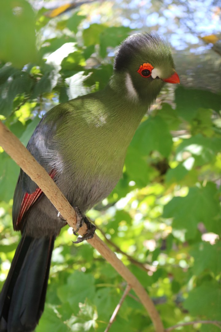 White Cheeked Turaco