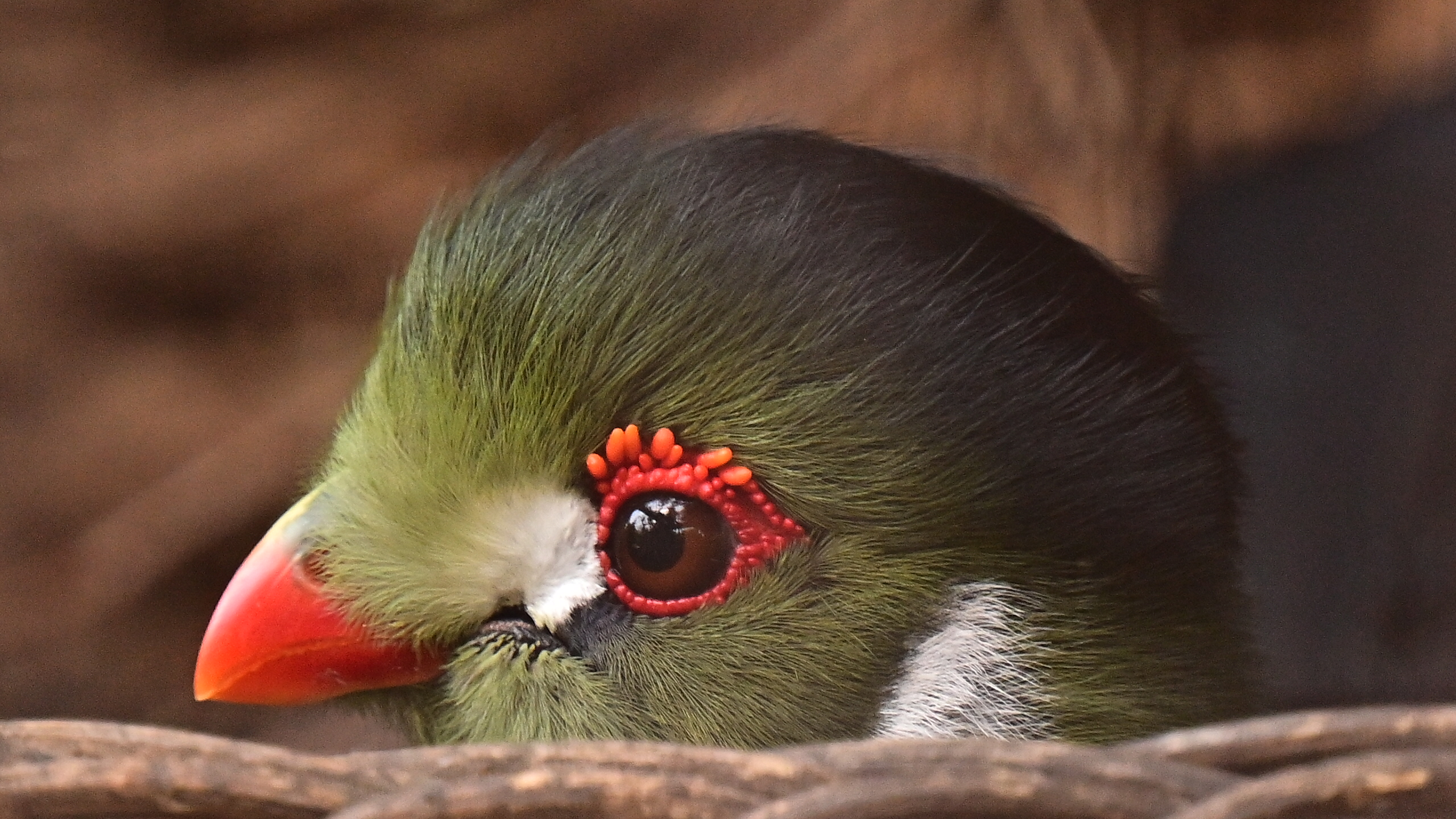 White Cheeked Turaco