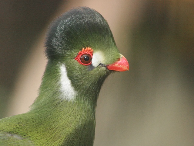 White-cheeked Turaco