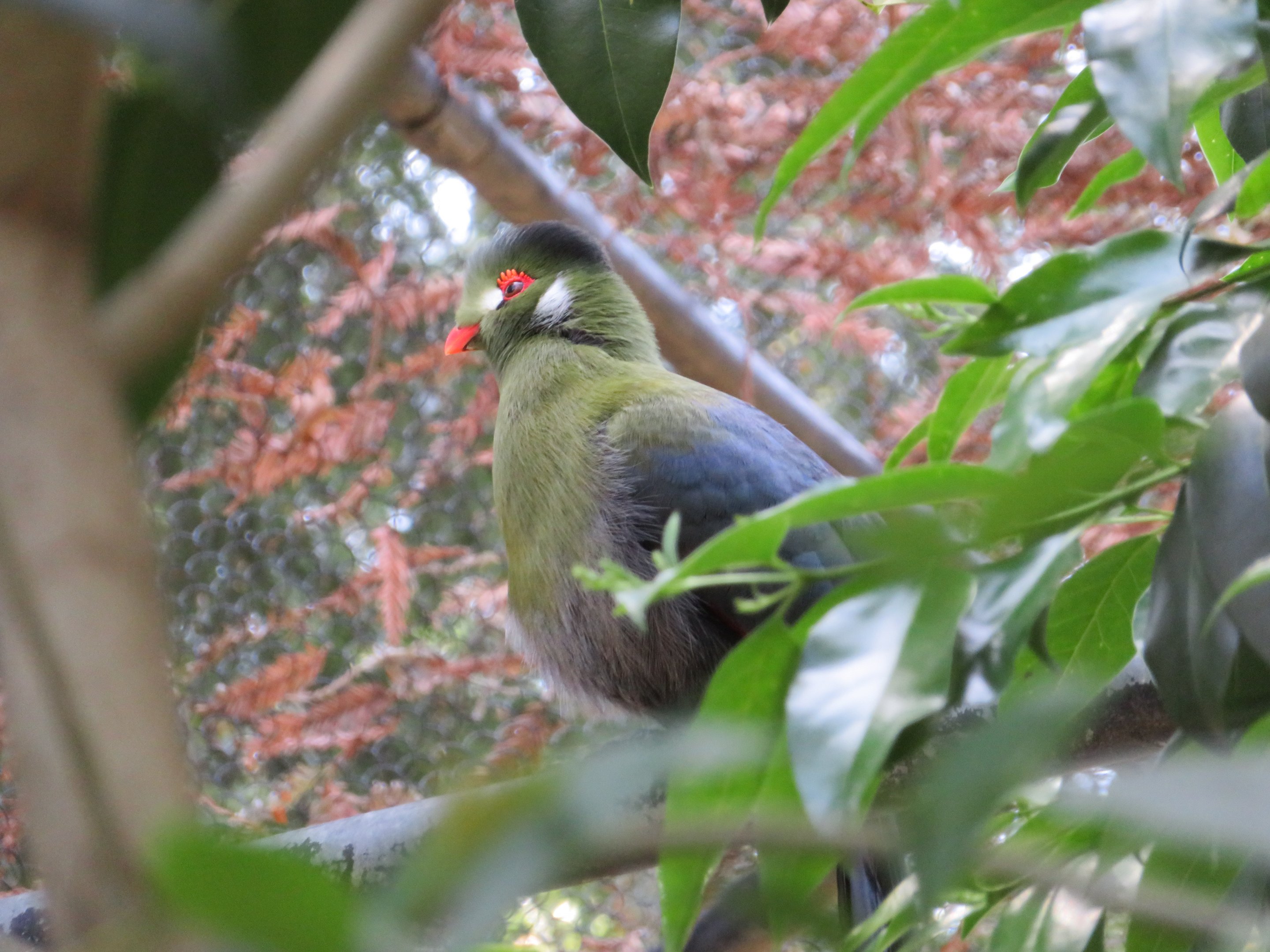 White-cheeked Turaco