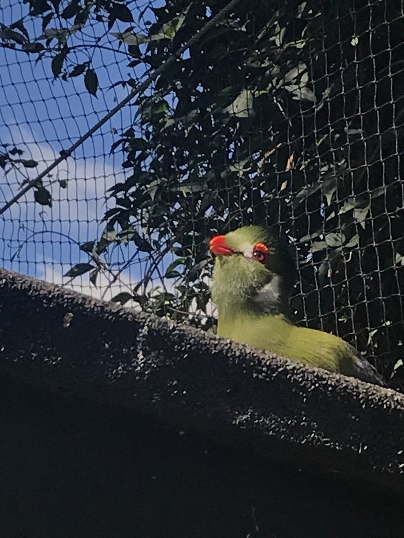 White-cheeked turaco