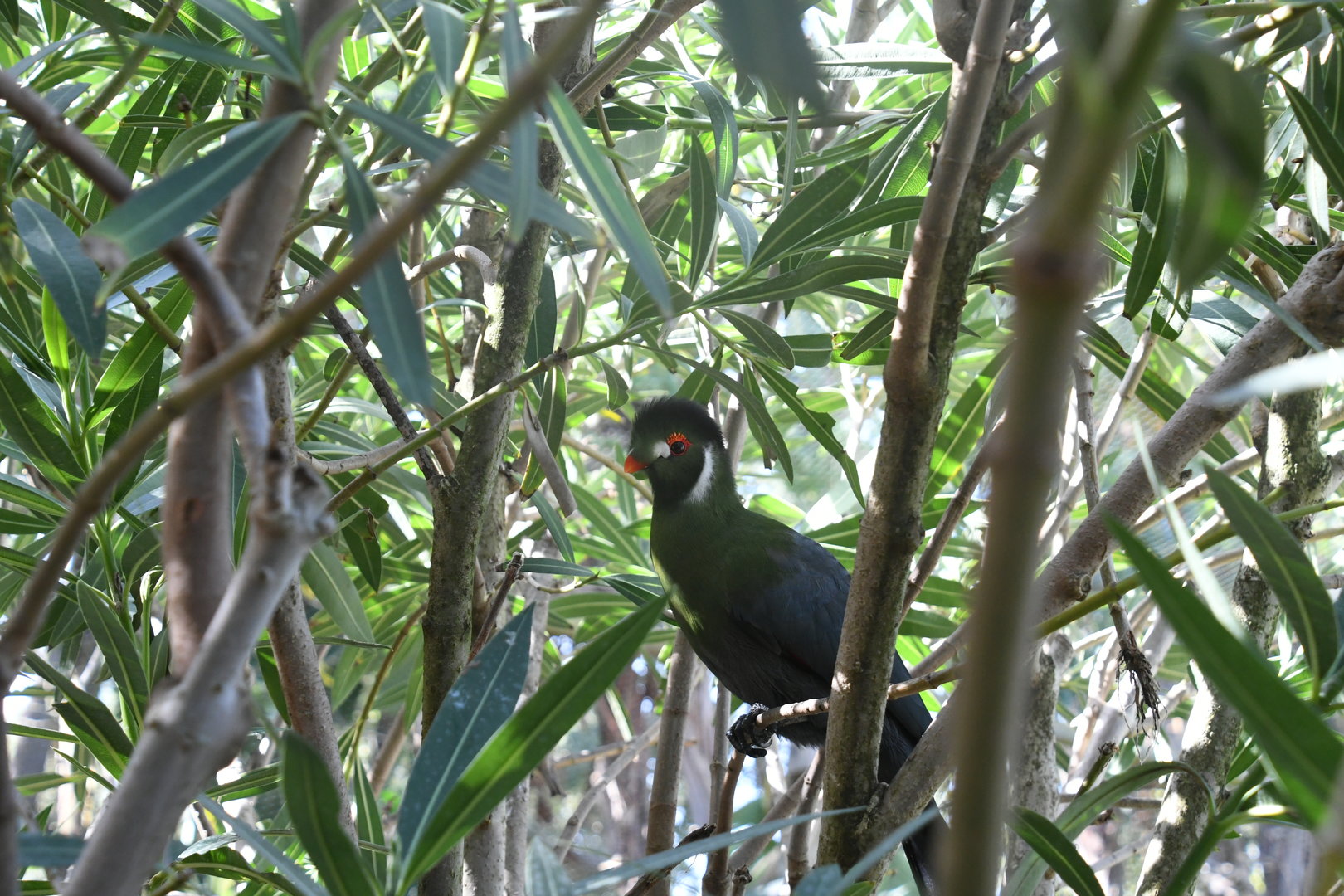 White-cheeked Turaco