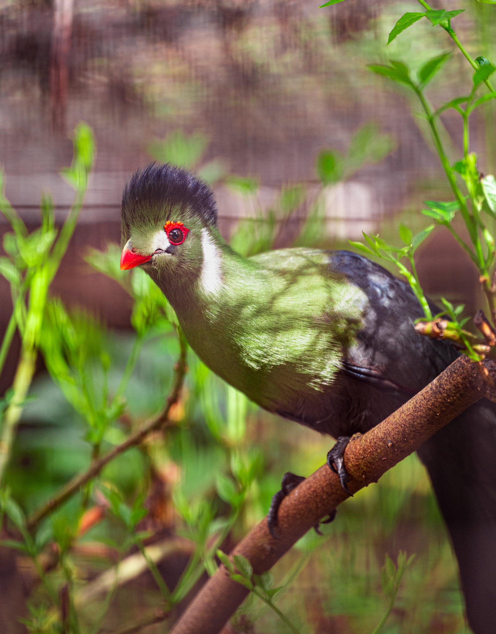 White Cheeked Turaco