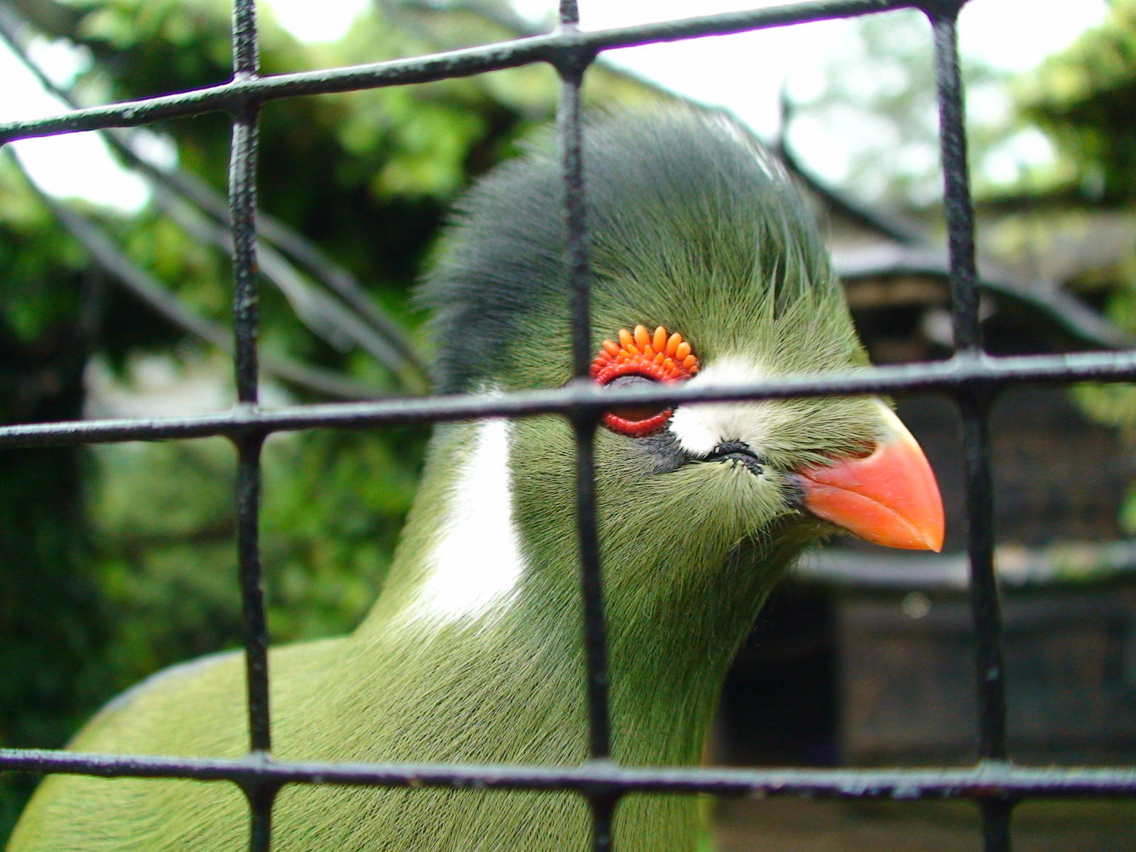 White Cheeked turaco