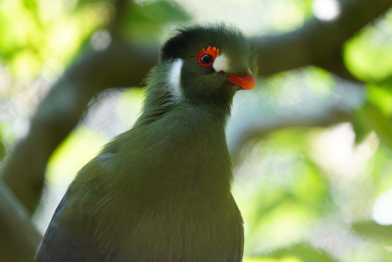 White Cheeked Turaco