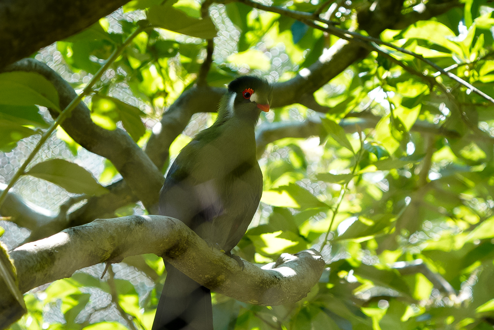 White Cheeked Turaco