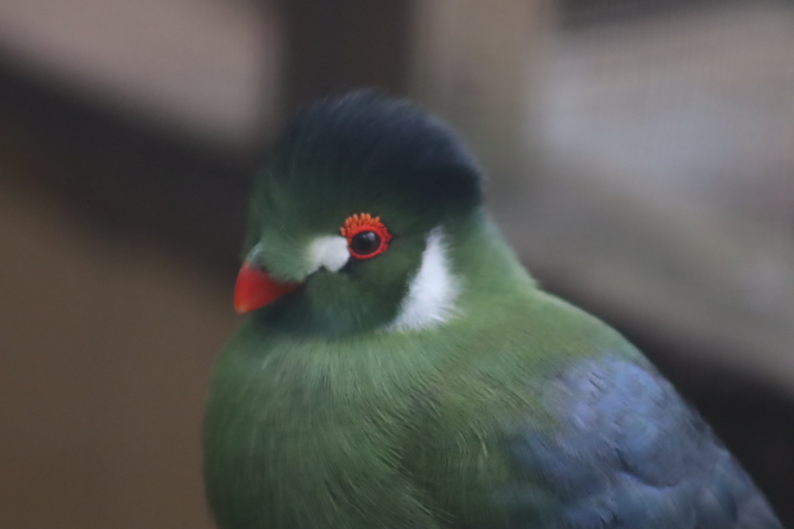 White-cheeked Turaco