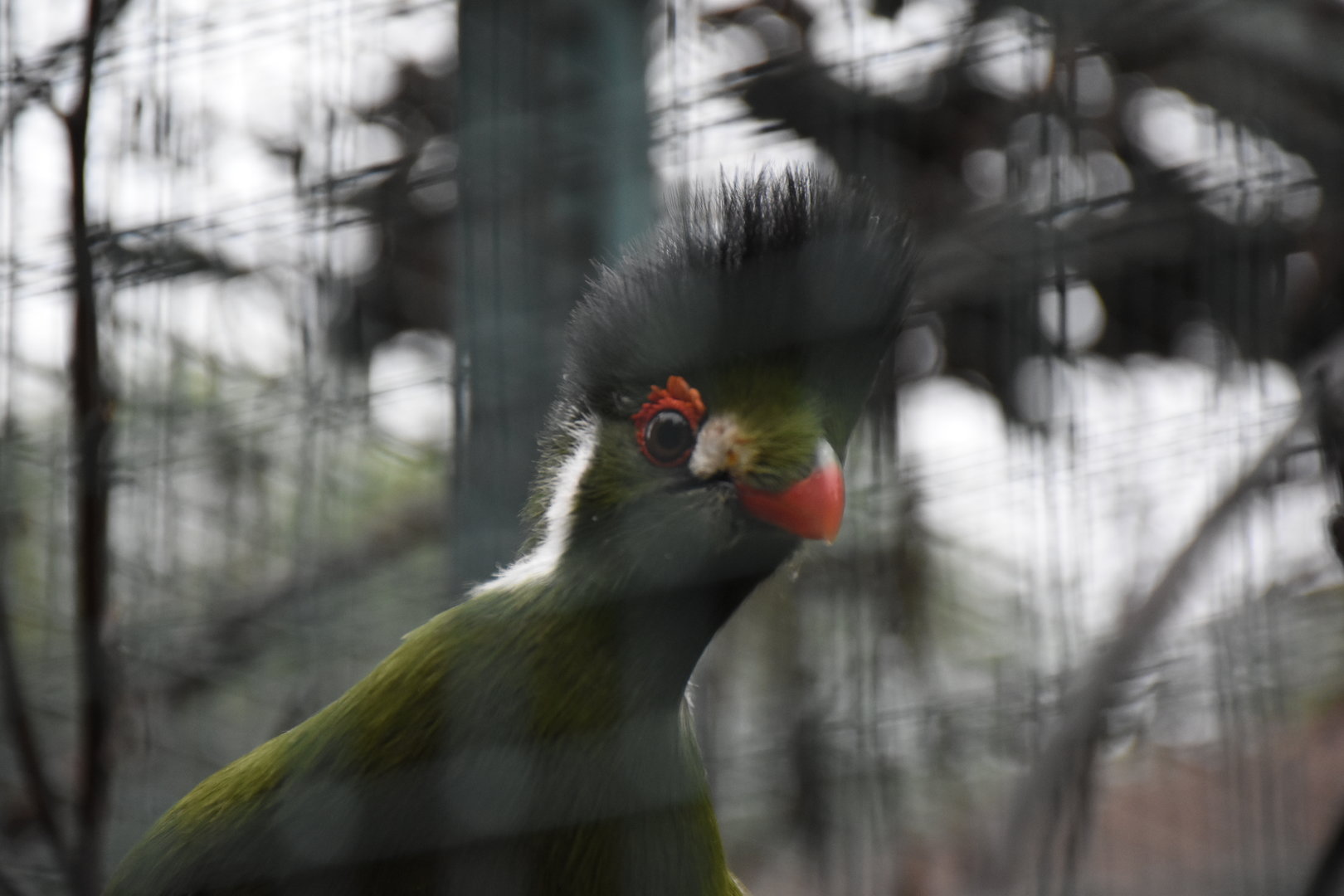 White-cheeked turaco