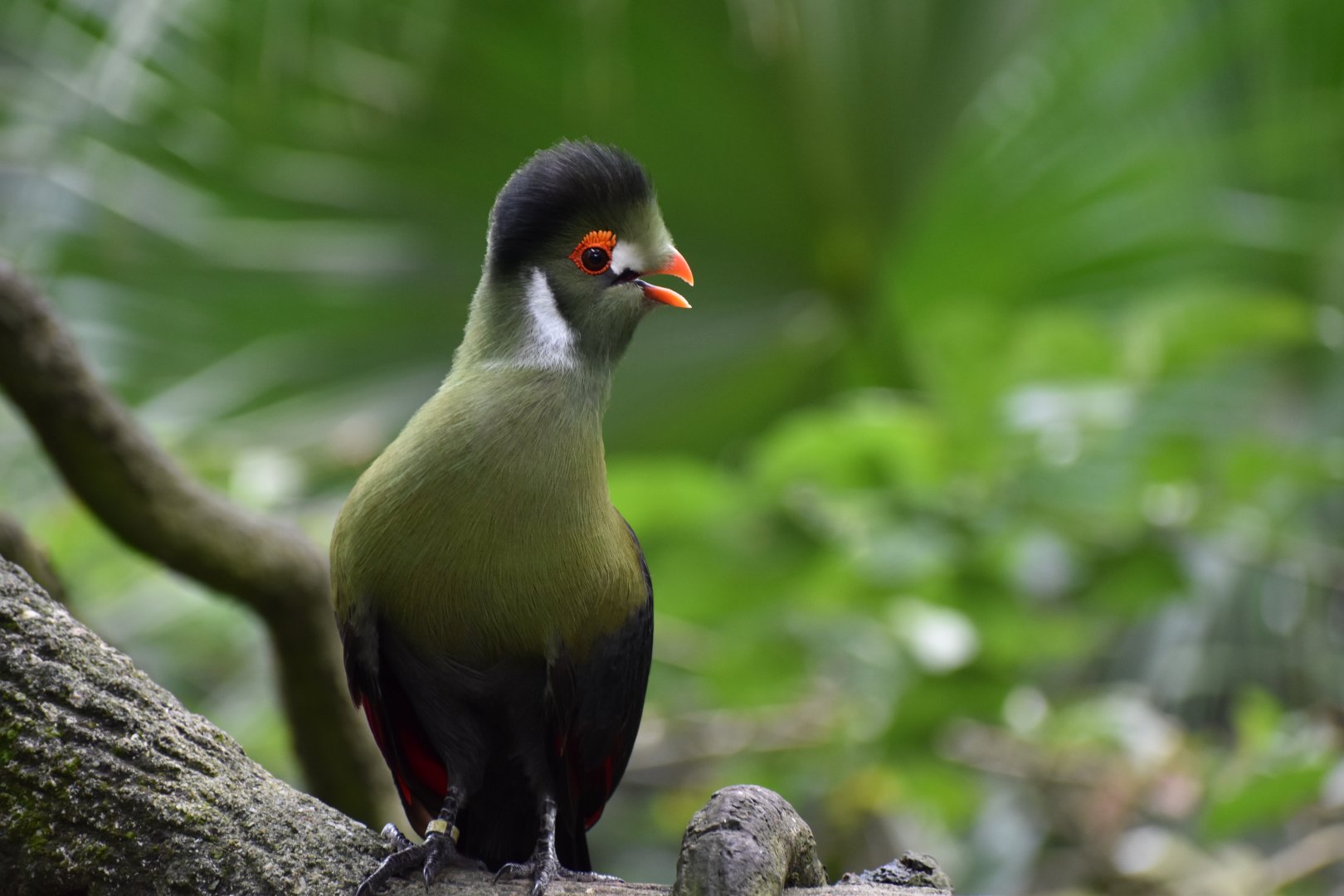 White Cheeked Turaco