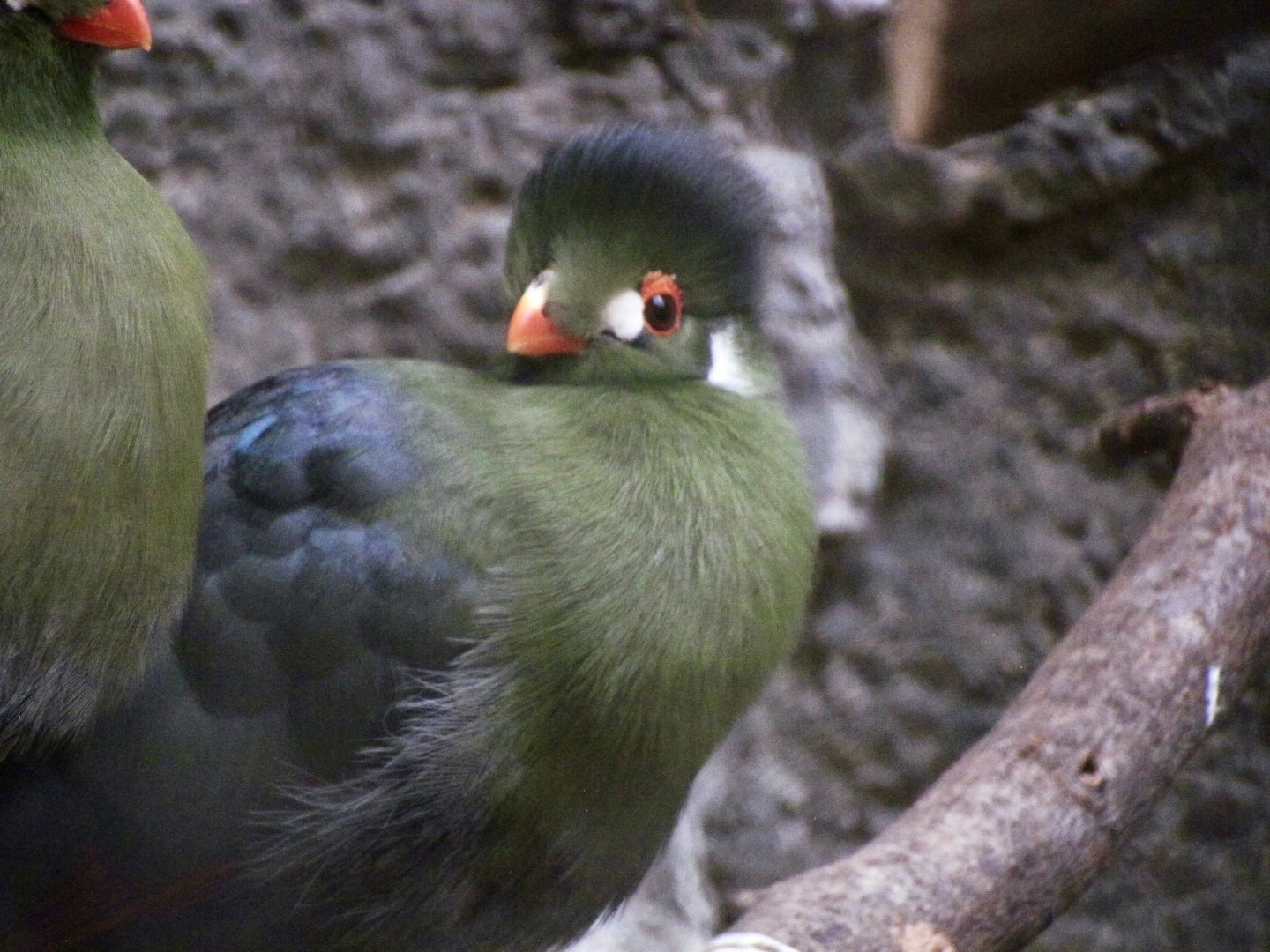 White-cheeked Turaco