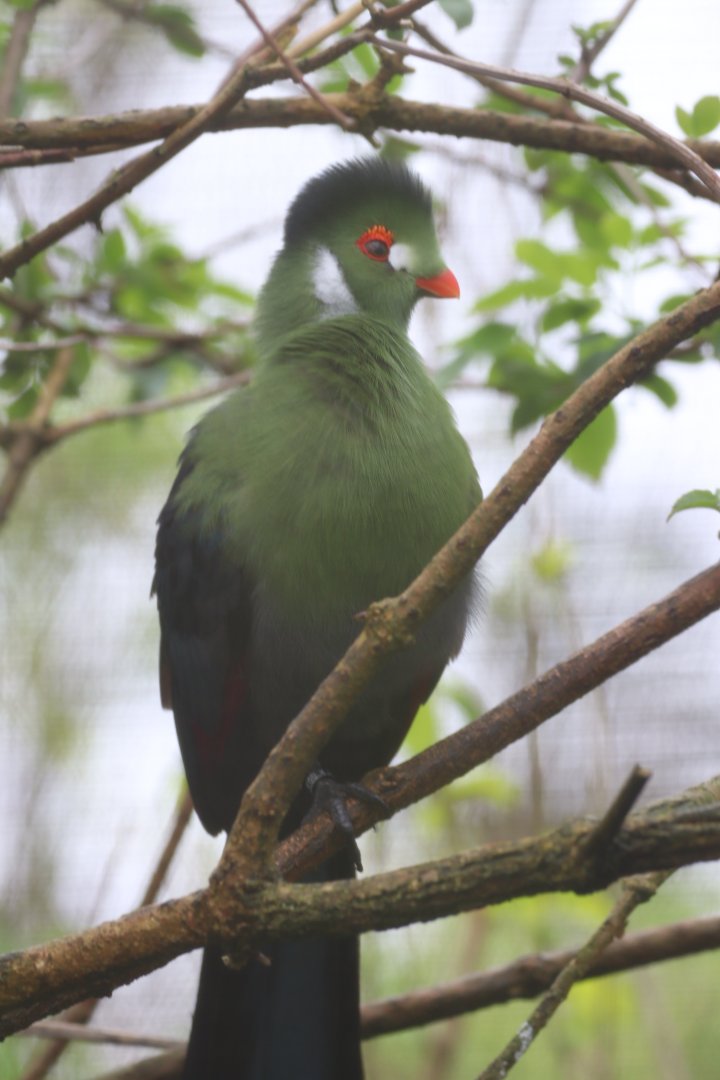 White-cheeked Turaco
