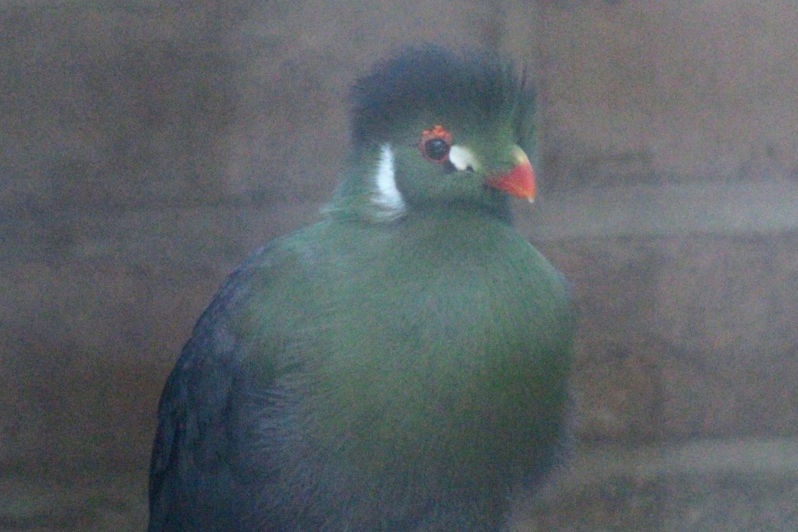 White-cheeked Turaco
