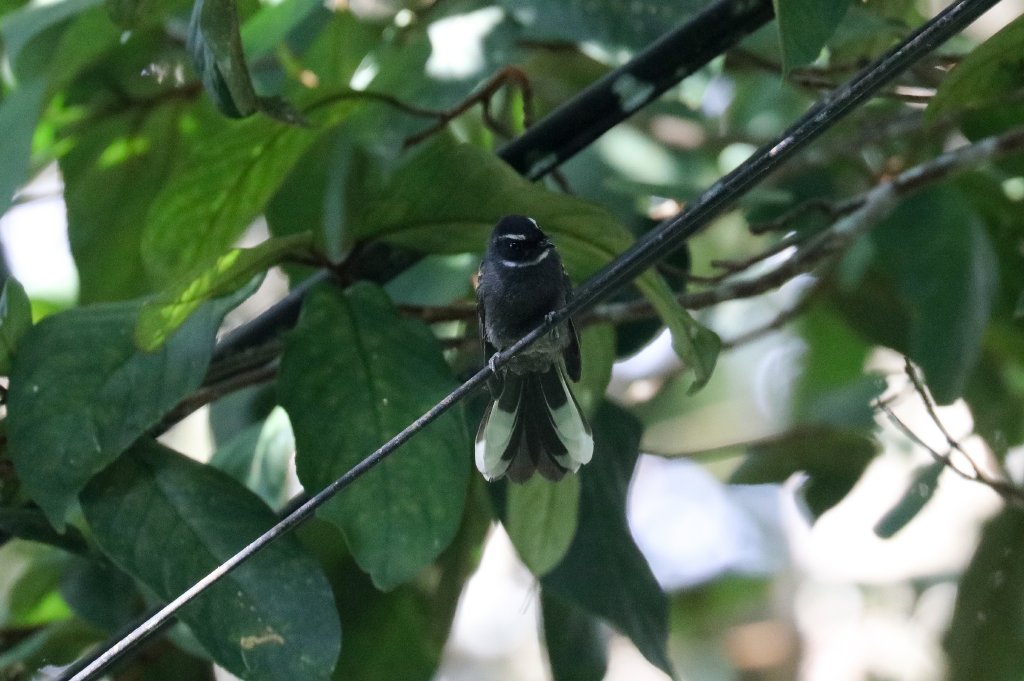 White-chinned Fantail