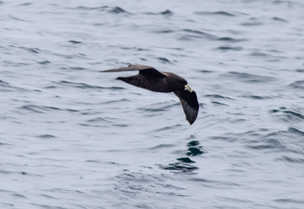 White-chinned Petrel