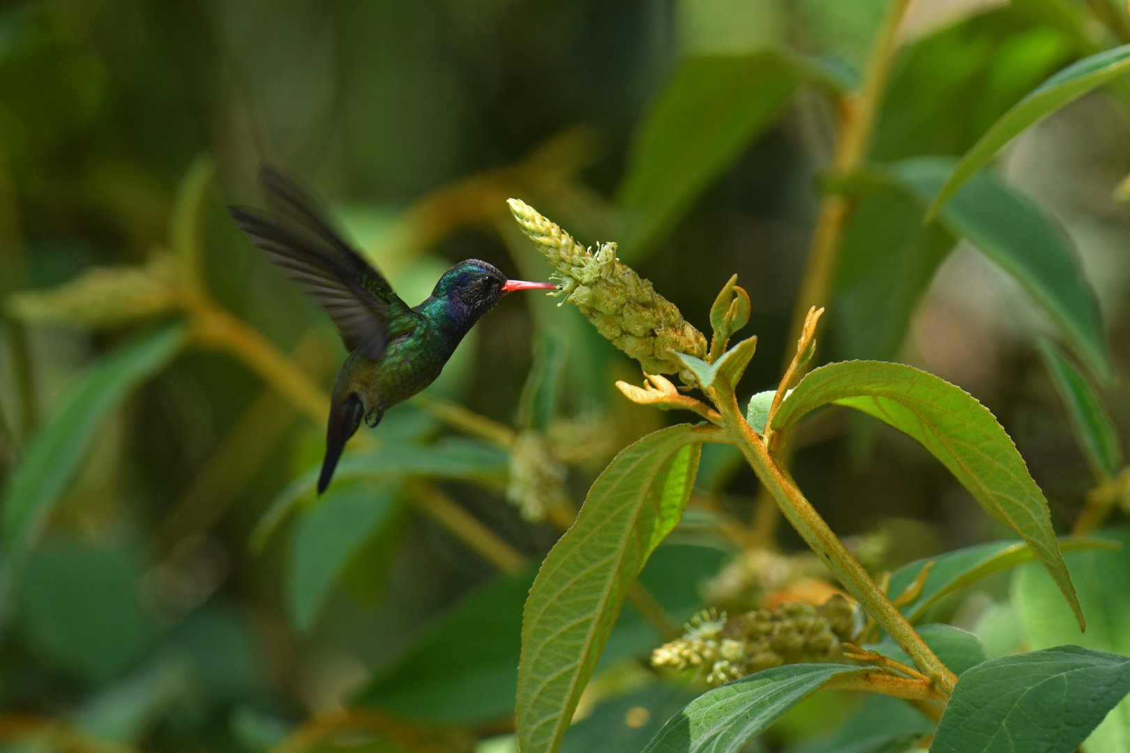 White-chinned Sapphire (Chlorestes cyanus)