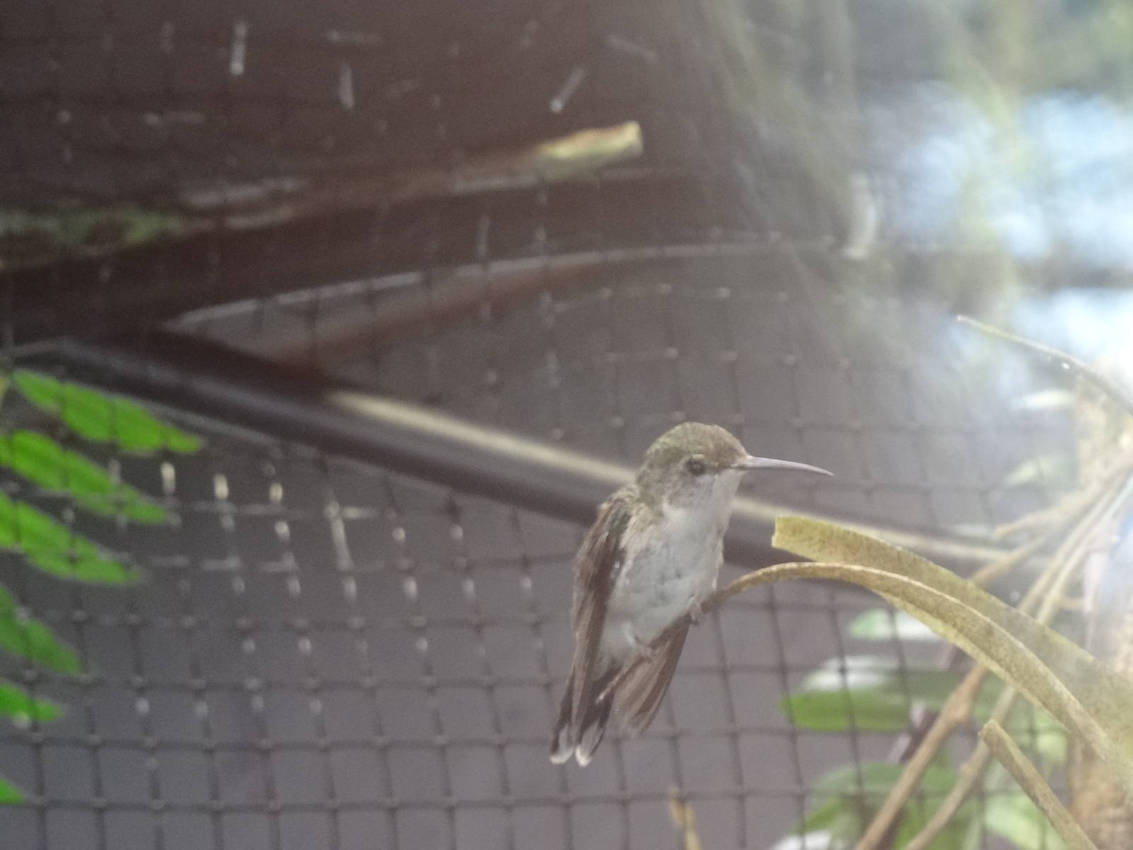 White-chinned sapphire(female)