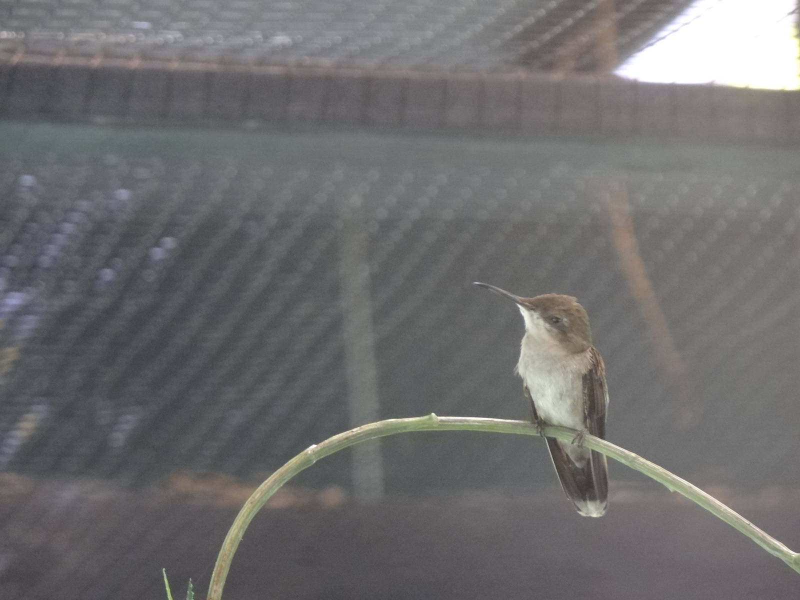 White-chinned sapphire(female)