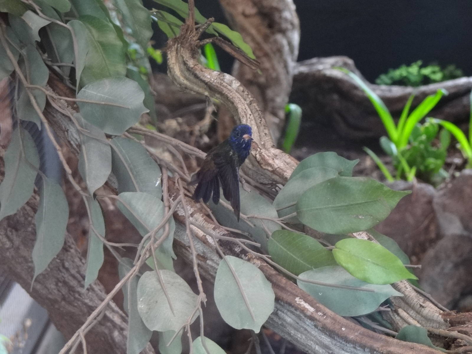 White-chinned sapphire(male)