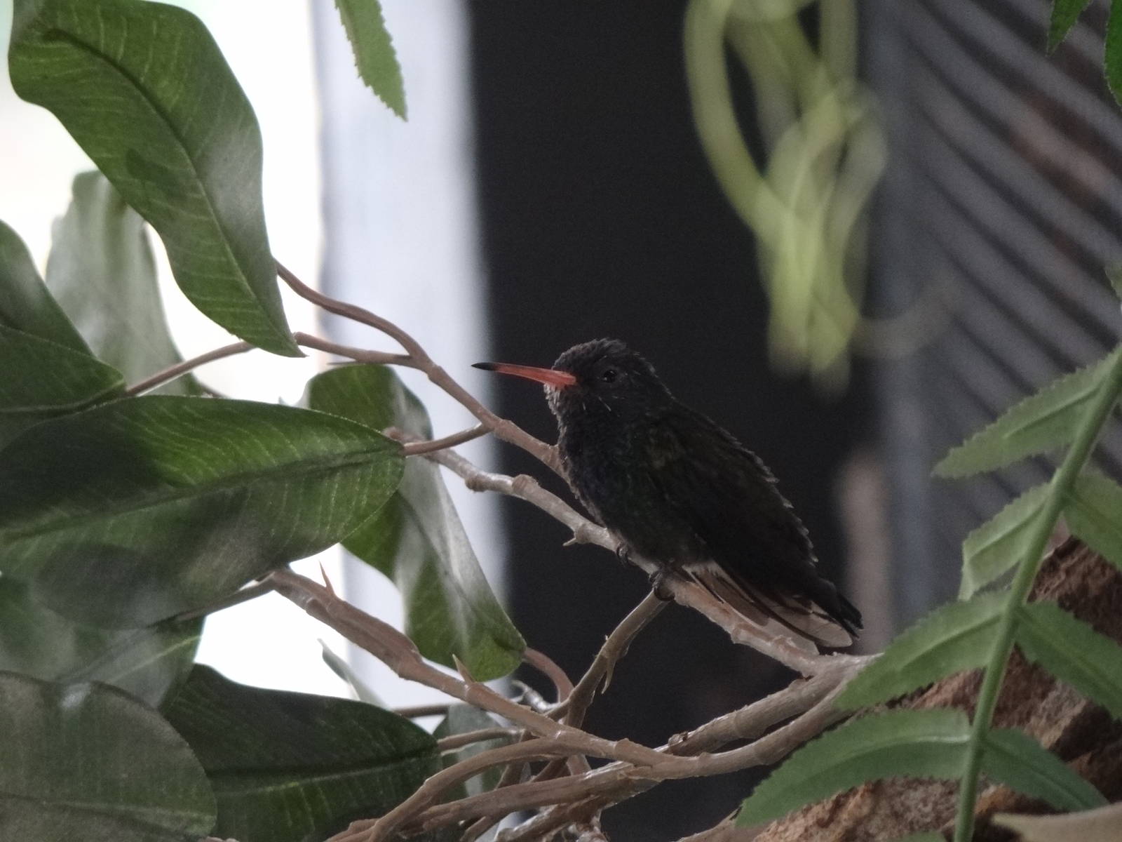 White-chinned sapphire(male)