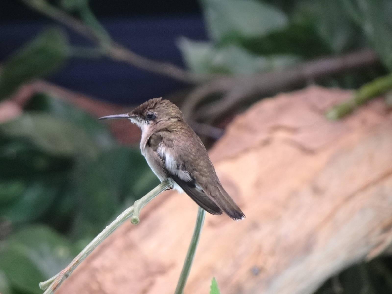 White-chinned sapphire