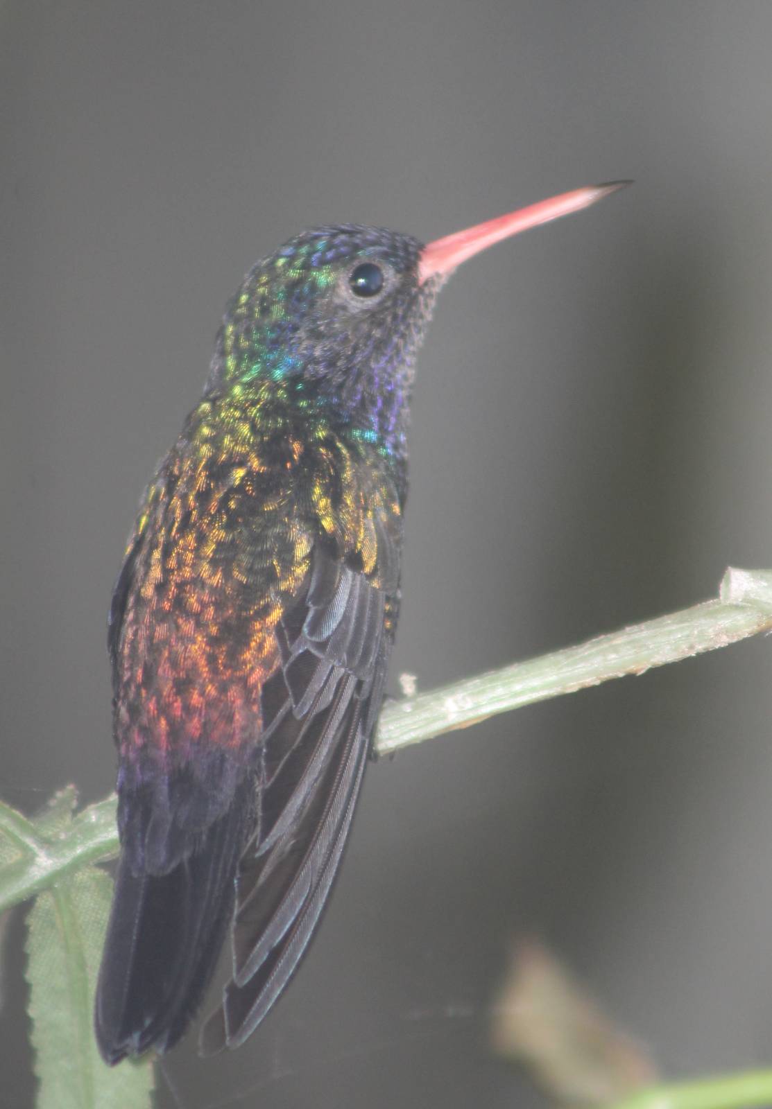 White-chinned sapphire