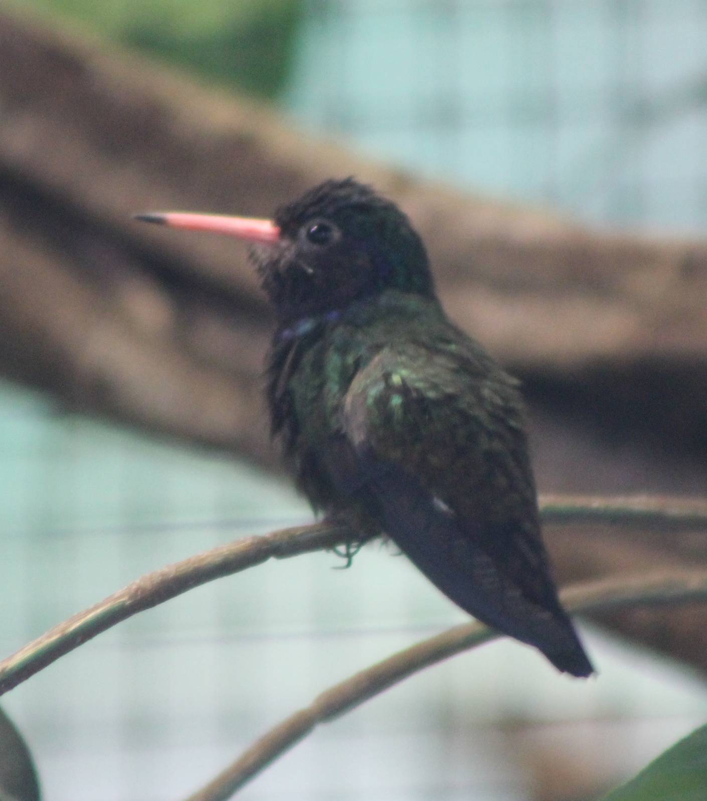 White-chinned sapphire