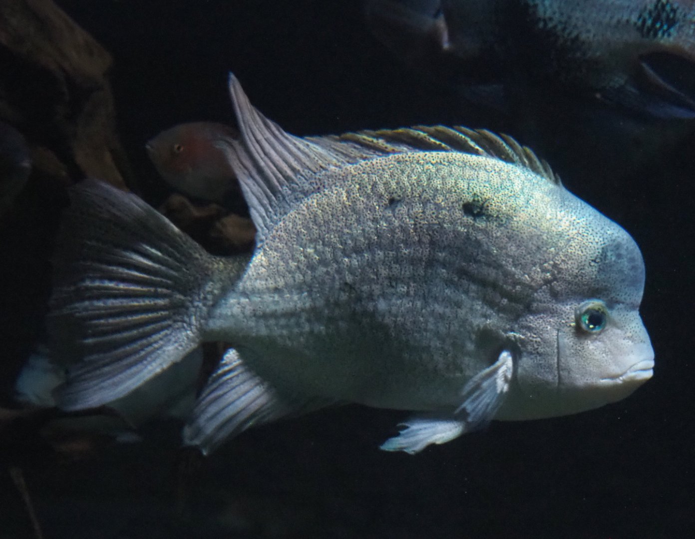 White cichlid (Maskaheros argenteus), 2020-09-20