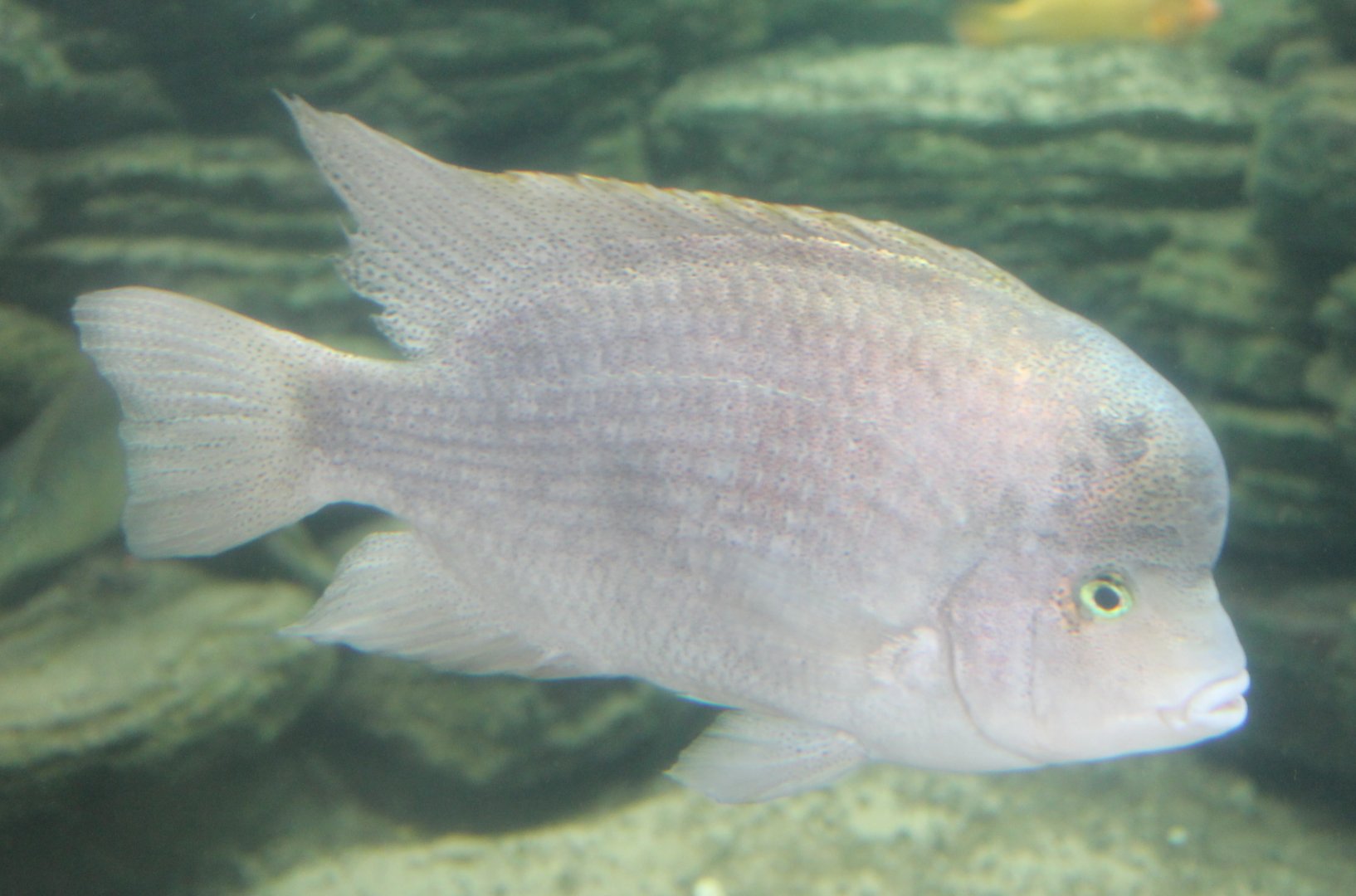 White cichlid - Maskaheros argenteus
