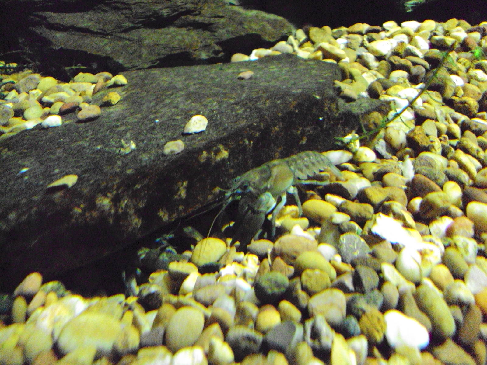 White-clawed Crayfish (Austropotamobius pallipes)