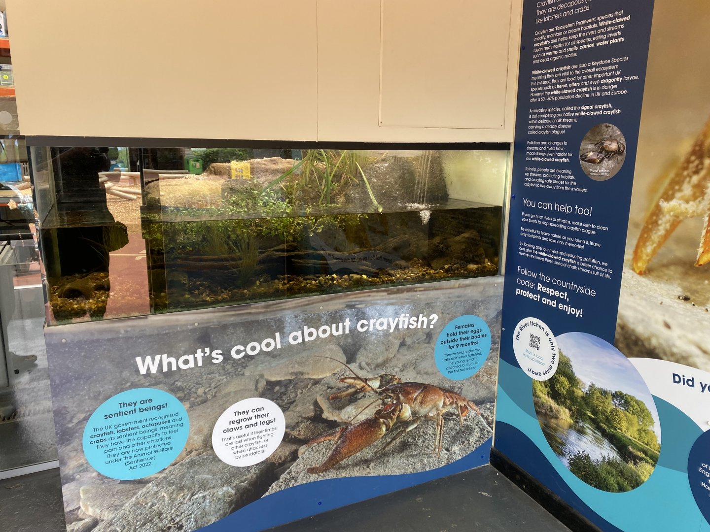 White-clawed crayfish exhibit 150725