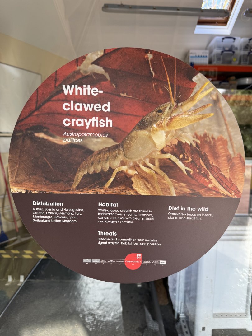 White-clawed Crayfish signage