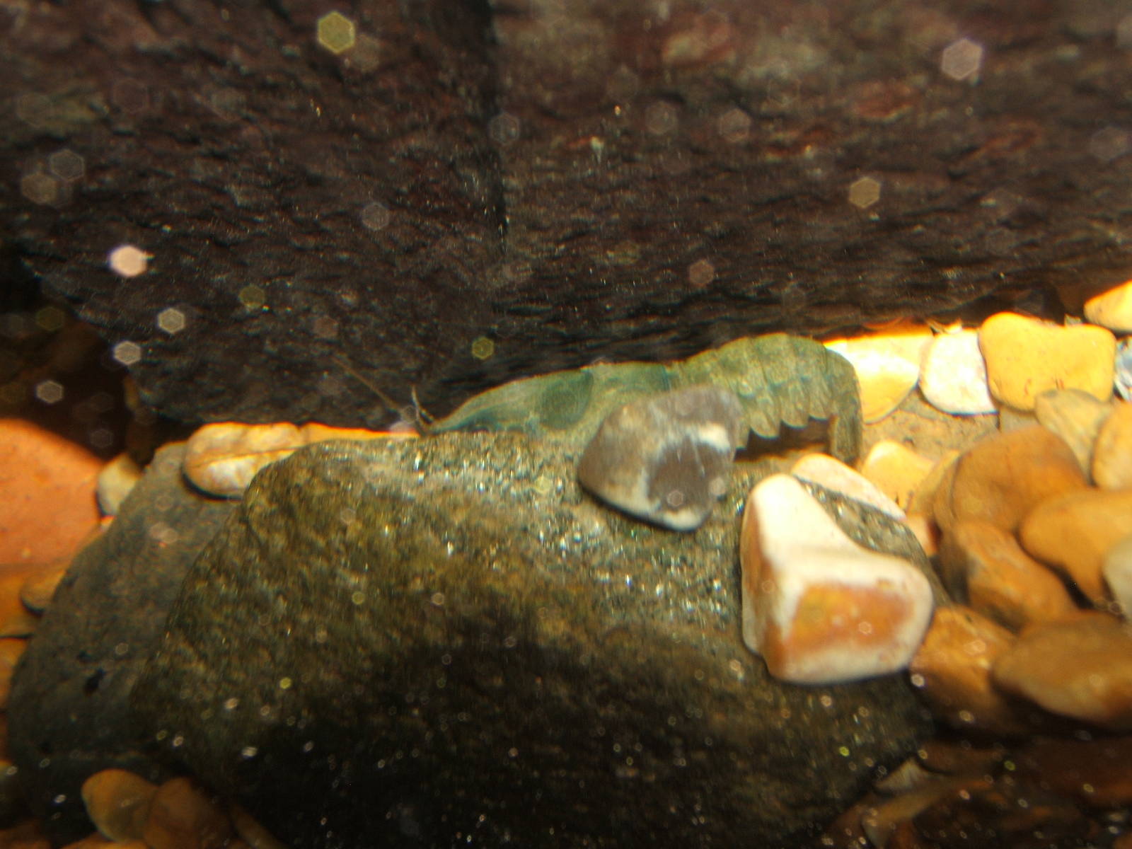 White Clawed Crayfish