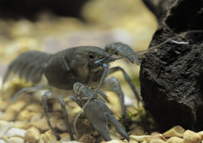 White-clawed crayfish