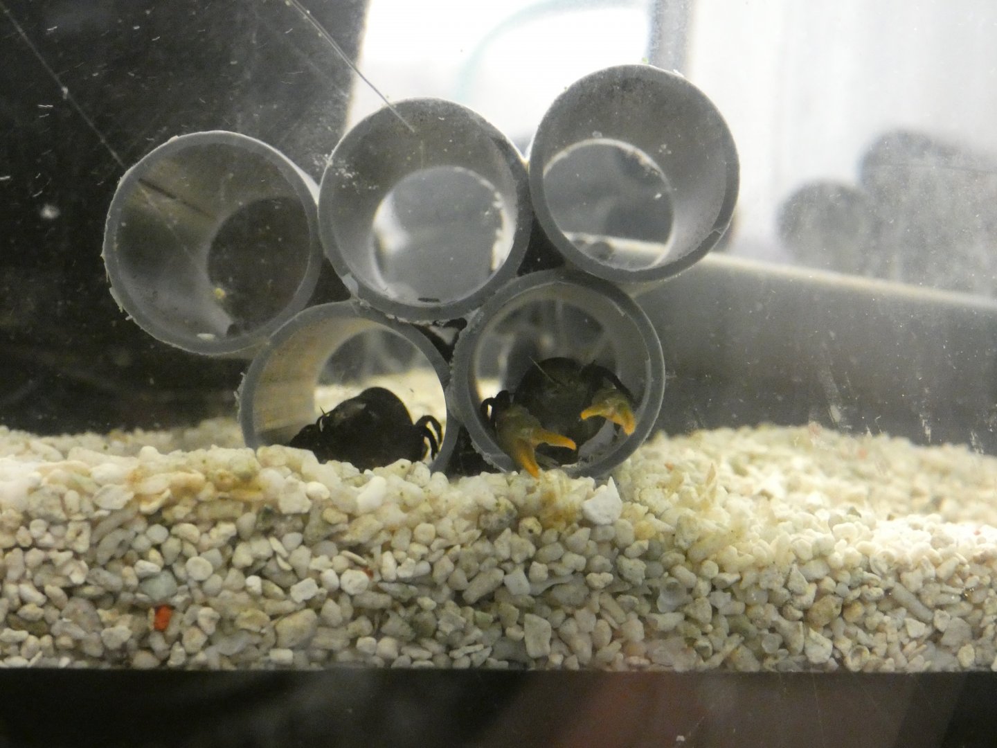 White-clawed crayfish