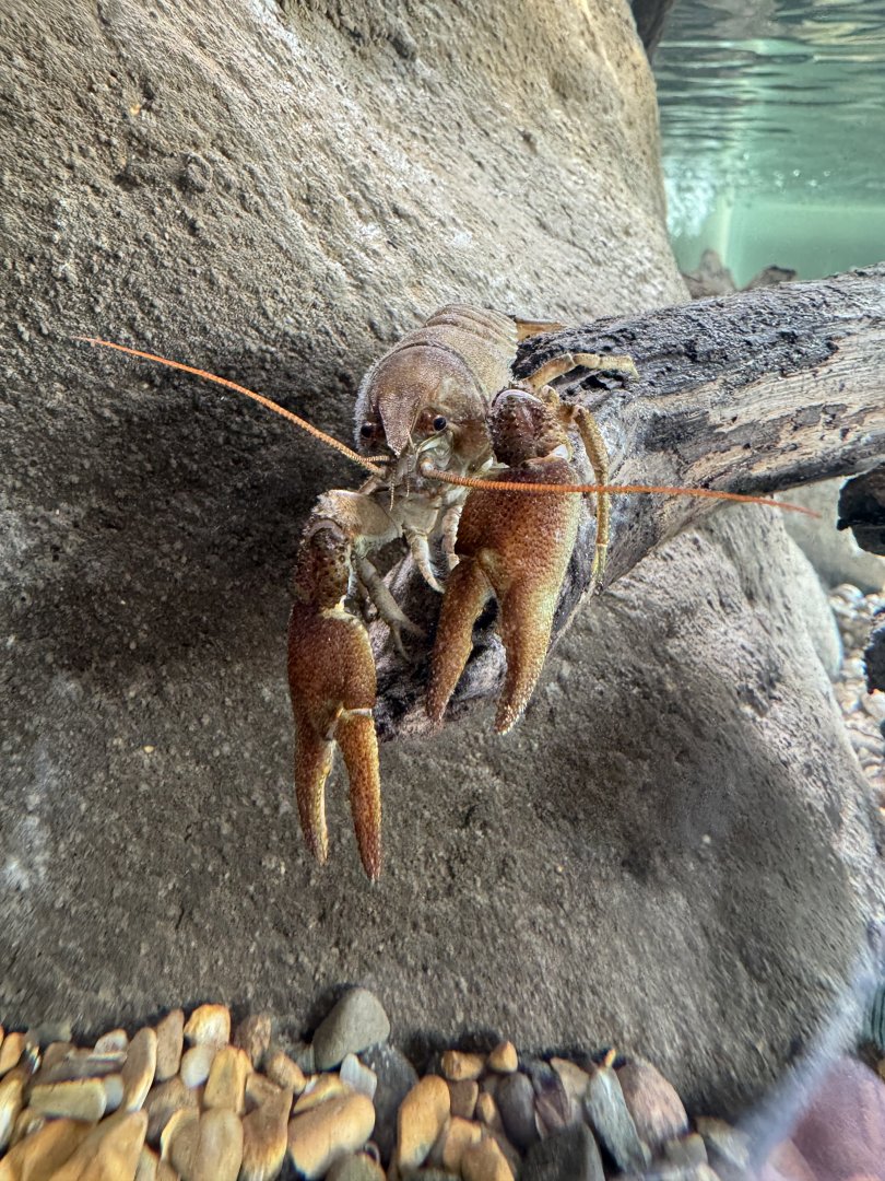 White-clawed Crayfish