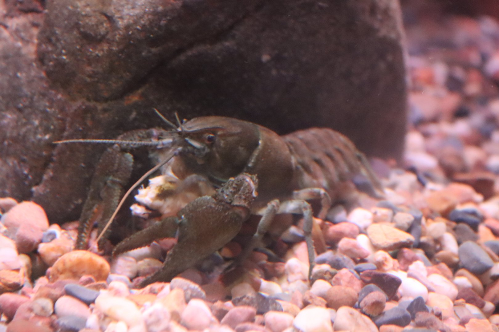 White-clawed Crayfish