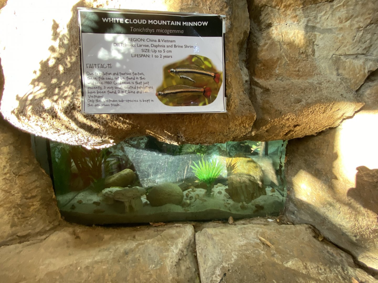 White cloud mountain minnow aquarium