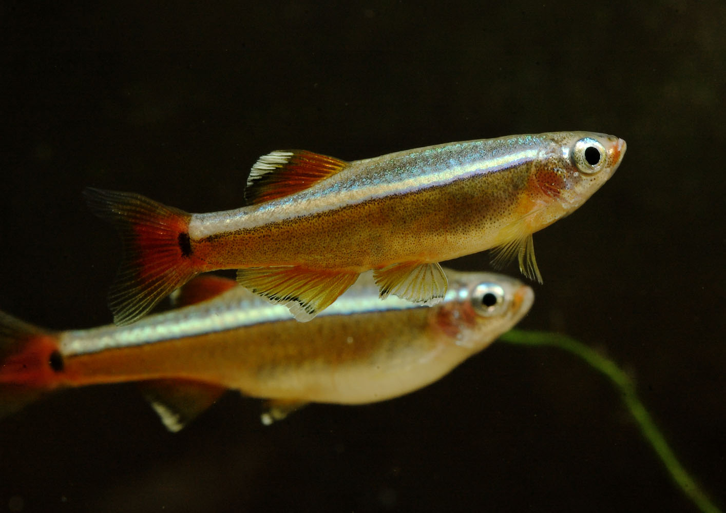 White cloud mountain minnow pair
