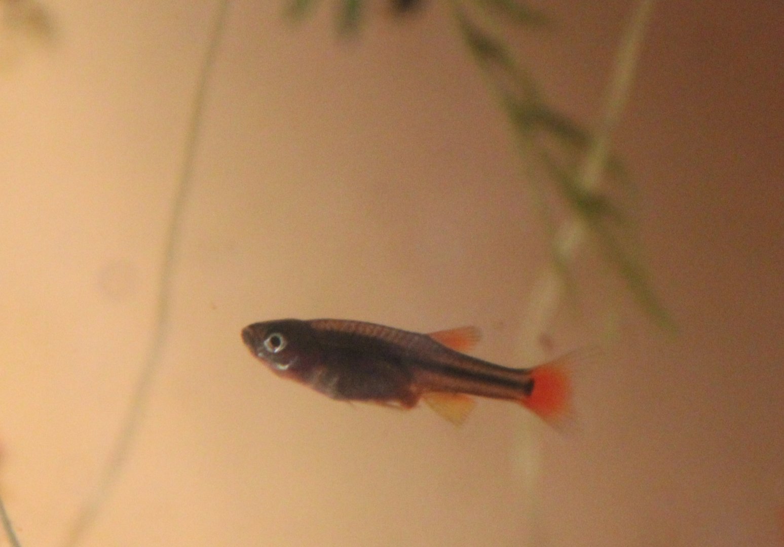 White Cloud Mountain minnow (Tanichthys albonubes) - 5 weeks old