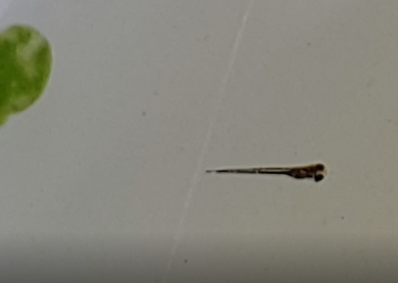 White Cloud Mountain minnow (Tanichthys albonubes) - a few days old
