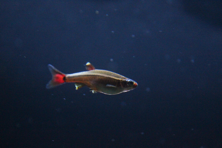 White Cloud Mountain minnow (Tanichthys albonubes)