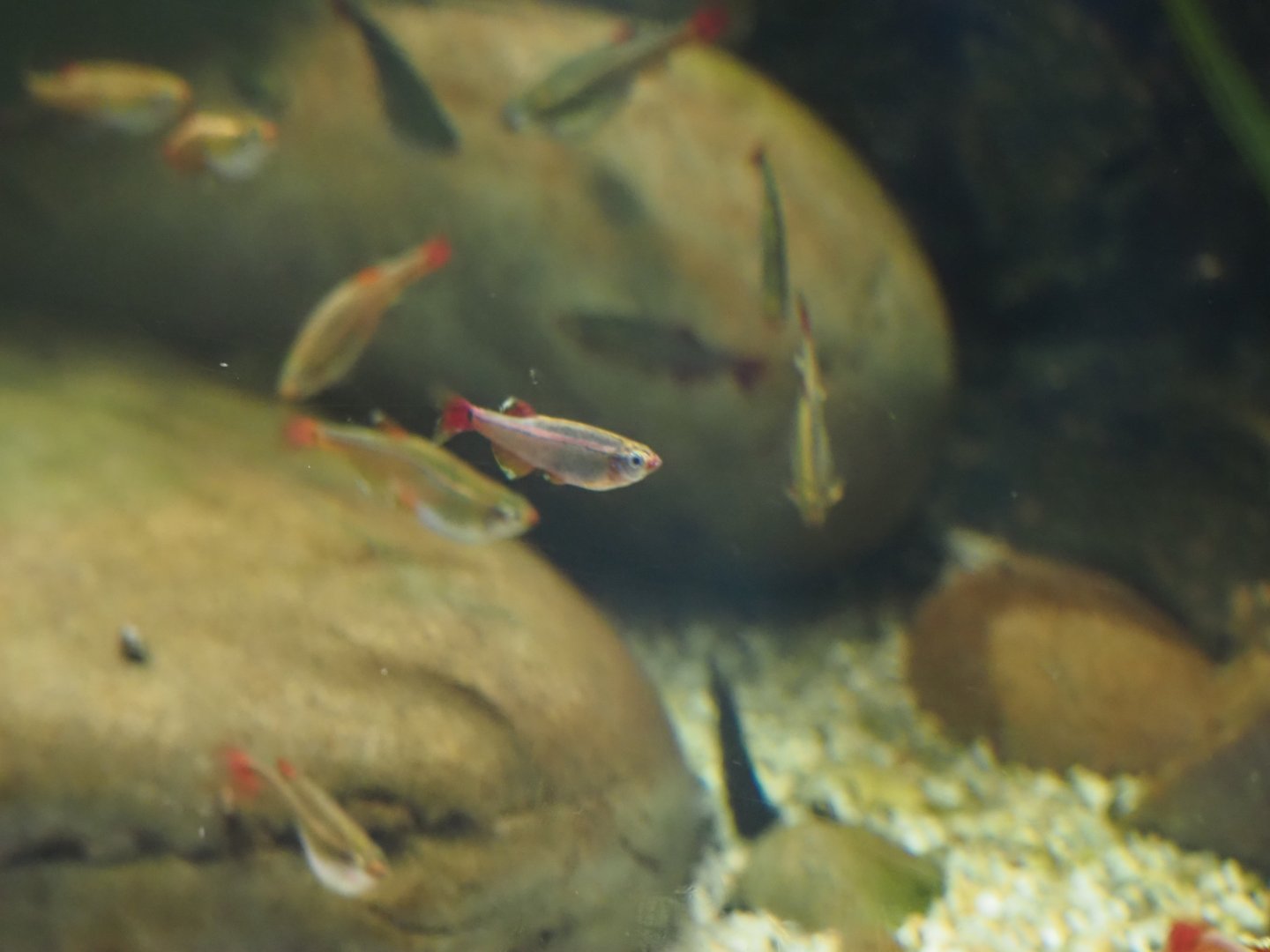 White Cloud Mountain Minnow