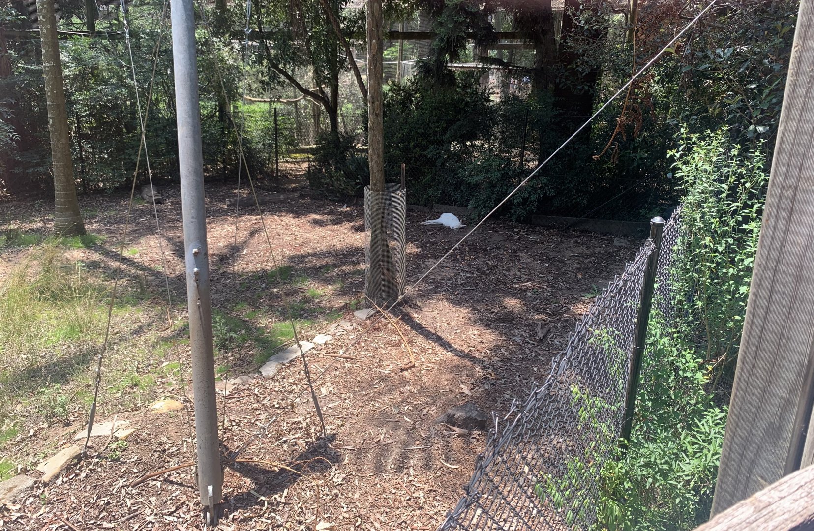 (white-coated/albino) Bennett's Wallaby and exhibit (directly behind the 2nd Koala exhibit)