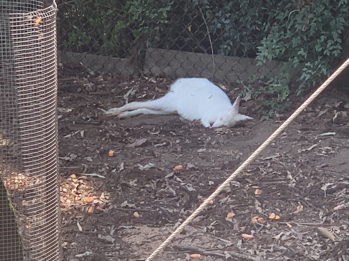 (white-coated/albino) Bennett's Wallaby in exhibit